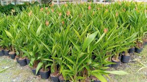 Chuối Mỏ Két Ta Bông Đỏ