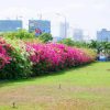 Hoa Giấy