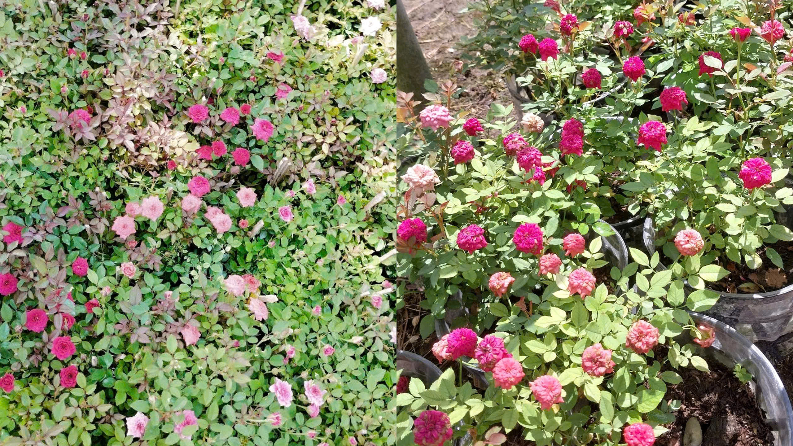 Hồng Tỉ Muội