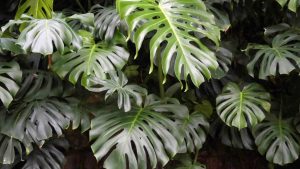 Trầu Bà Monstera