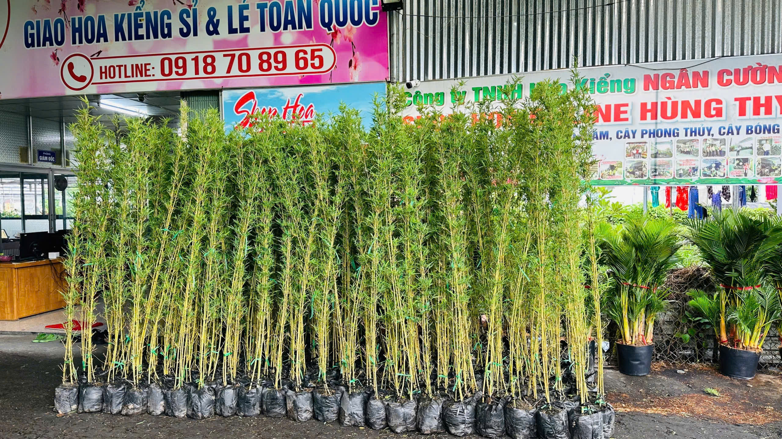 Cây Trúc Quân Tử 10 Trúc Quân Tử