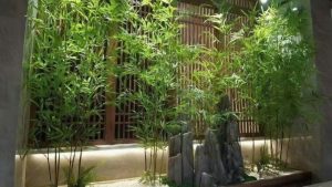 Cây Trúc Quân Tử 6 Trúc Quân Tử