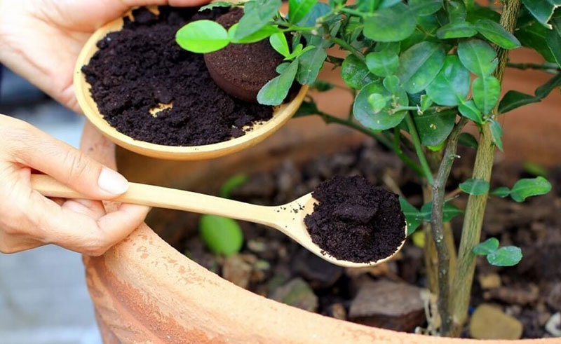 Bí quyết chăm sóc cây cảnh trong nhà: Hướng dẫn bón phân cho cây cảnh trong nhà đúng cách.
