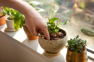Bí quyết chăm sóc cây cảnh trong nhà hiệu quả.