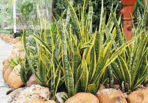 Top 10 Loại Cây Cảnh Dễ Trồng Cho Người Mới Bắt Đầu: Cây lưỡi hổ là loại cây cảnh dễ trồng cho người mới bắt đầu.