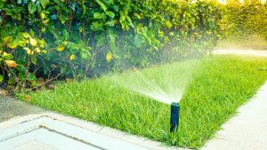 Áp Dụng Công Nghệ Vào Sản Xuất Cây Cảnh: Hệ Thống Tưới Tự Động