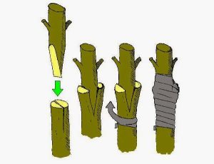 Kỹ Thuật Nhân Giống Cây Cảnh: Kỹ thuật ghép cành cây cảnh để tạo ra giống mới