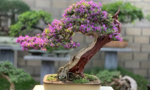 mo hinh kinh doanh bonsai