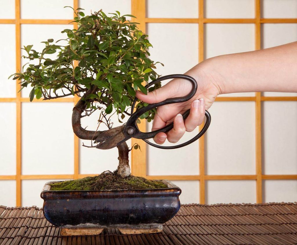 Kỹ thuật tạo dáng và uốn nắn cành cho cây cảnh bonsai.