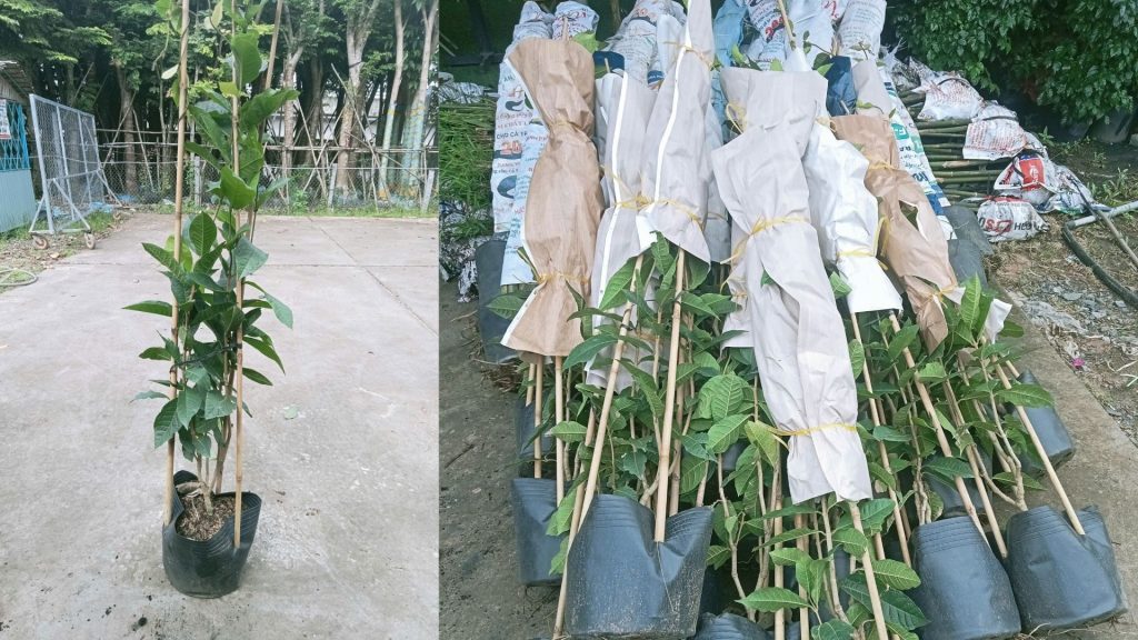 Cây Mai Xanh Thái