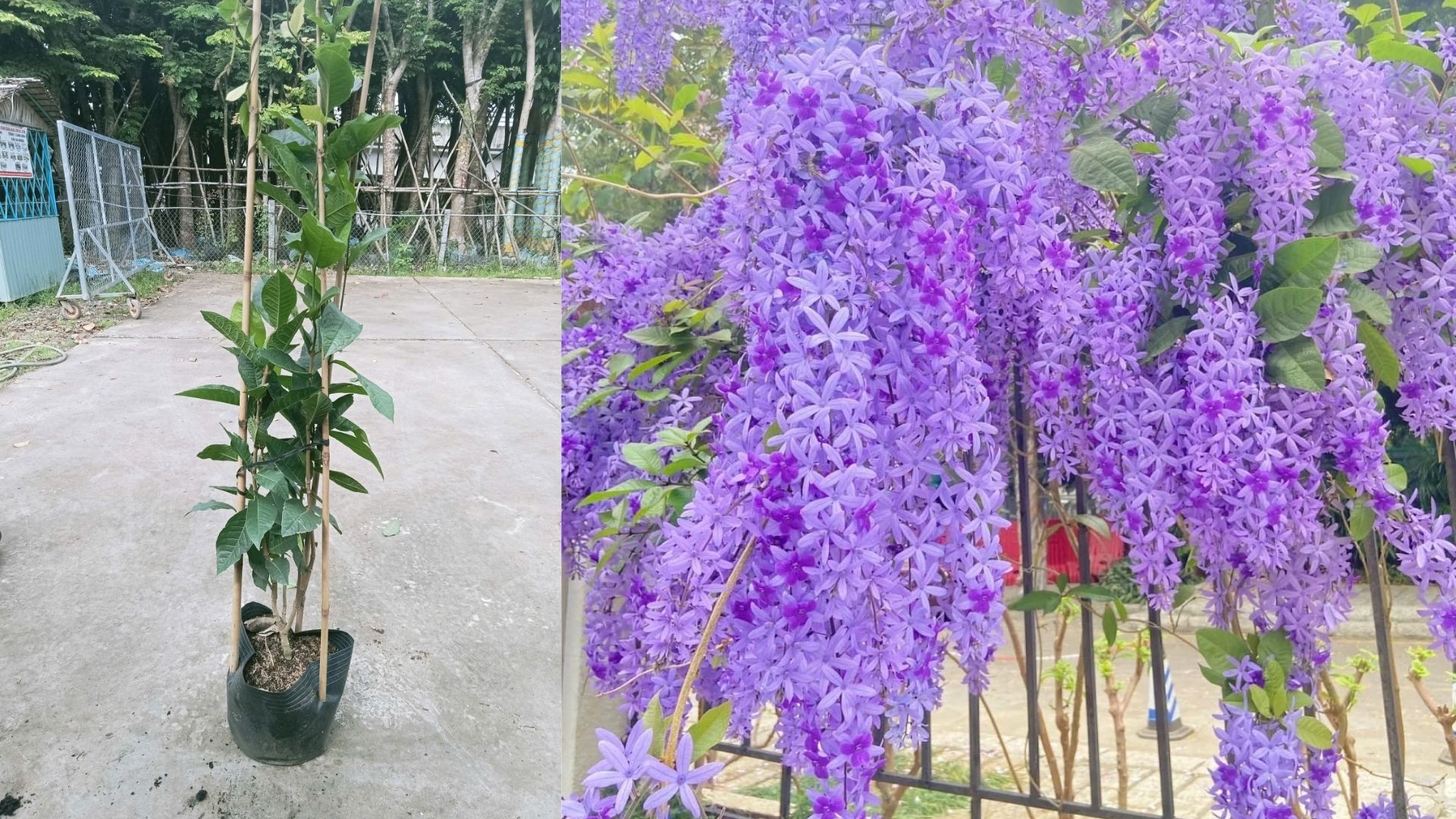 Cây Mai Xanh Thái