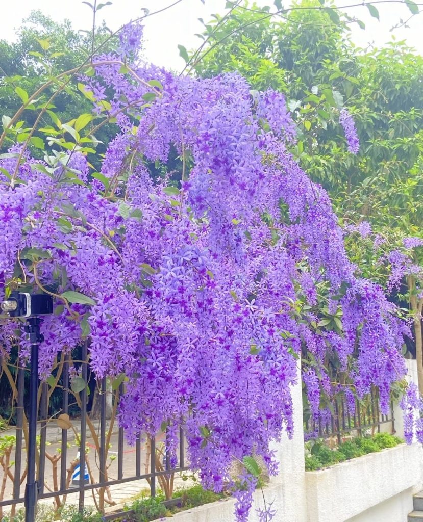Cây Mai Xanh Thái