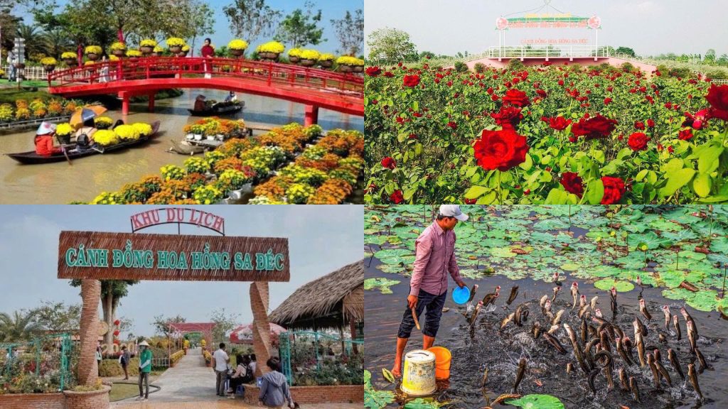 Tham quan Vườn hồng Tư Tôn, Cánh đồng hoa hồng và trải nghiệm xe điện tại Happy Land Hùng Thy