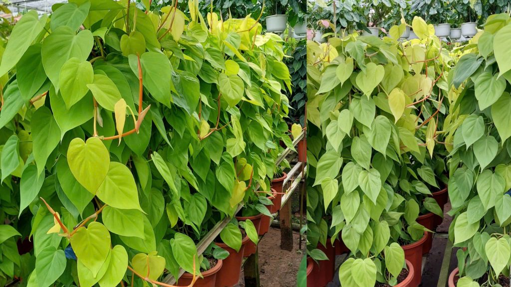 Cây Trầu Bà Thái Vàng Cột