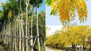 Cây Hoa Hoàng Hậu