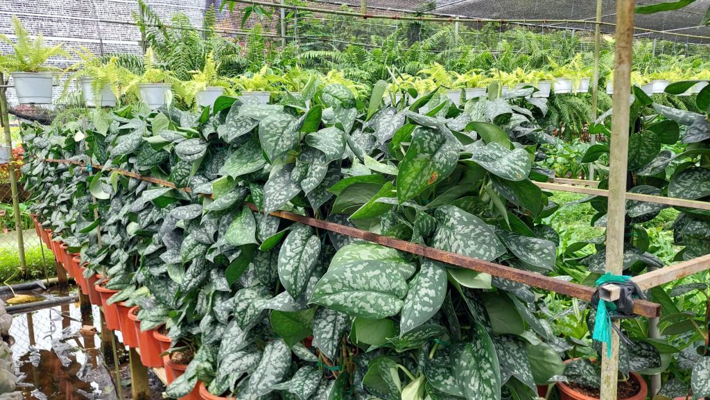 Cây Trầu Bà Lụa Cột