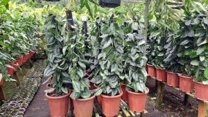 Cây Trầu Bà Lụa Cột