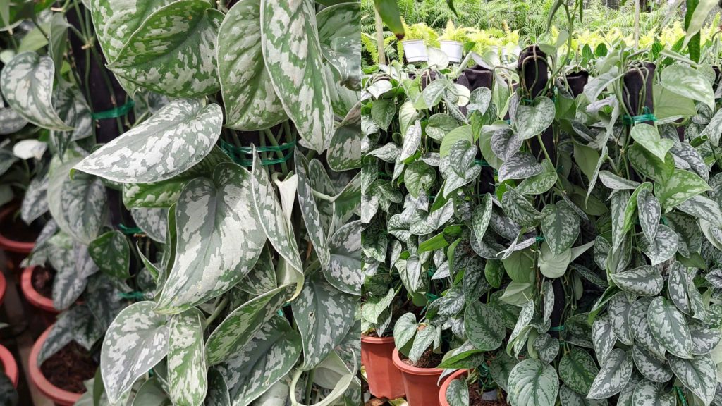 Cây Trầu Bà Lụa Cột