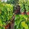 Cây Trầu Bà Thái Vàng Cột