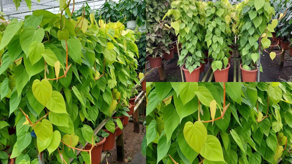 Cây Trầu Bà Thái Vàng Cột