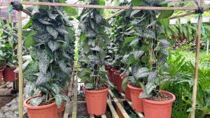Cây Trầu Bà Lụa Cột