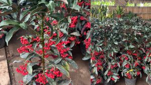 Cây Kim Ngân Lượng Lá Tím