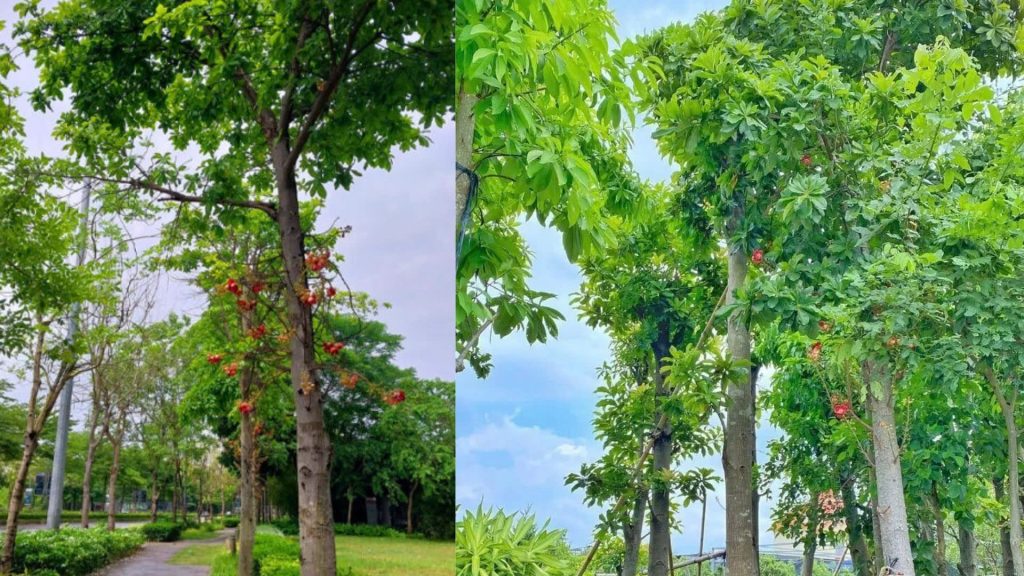 Hình ảnh cây Sa La