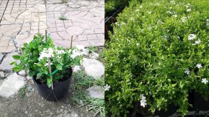 Hoa Bạch Xà 9 Hoa Bạch Xà