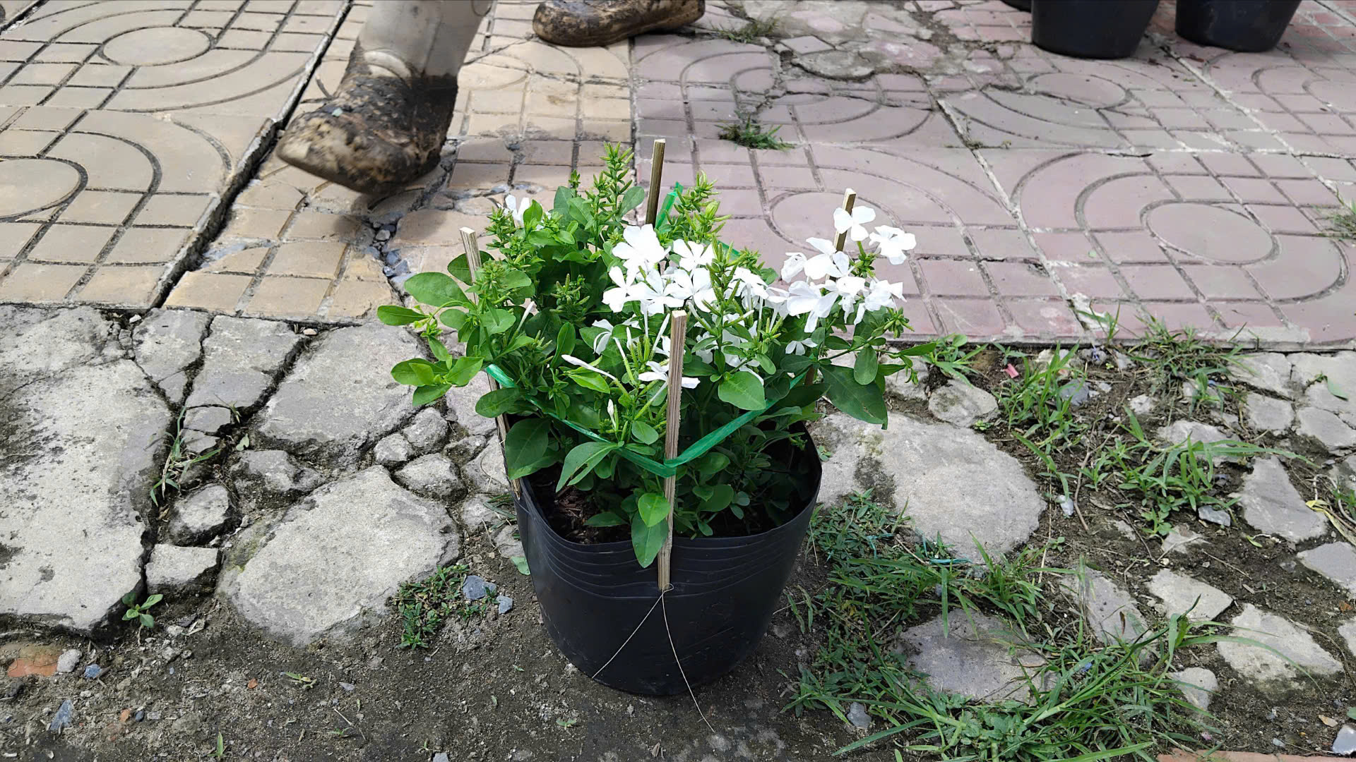 Hoa Bạch Xà 6 Hoa Bạch Xà