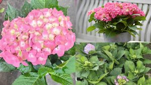 Hoa Cẩm Tú Cầu Hà Lan