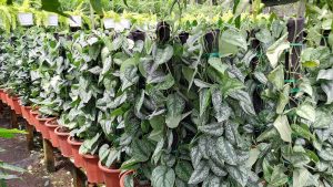 Cây Trầu Bà Lụa Cột