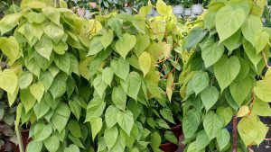 Cây Trầu Bà Thái Vàng Cột