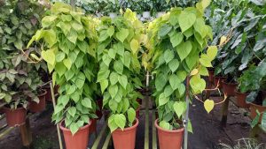 Cây Trầu Bà Thái Vàng Cột