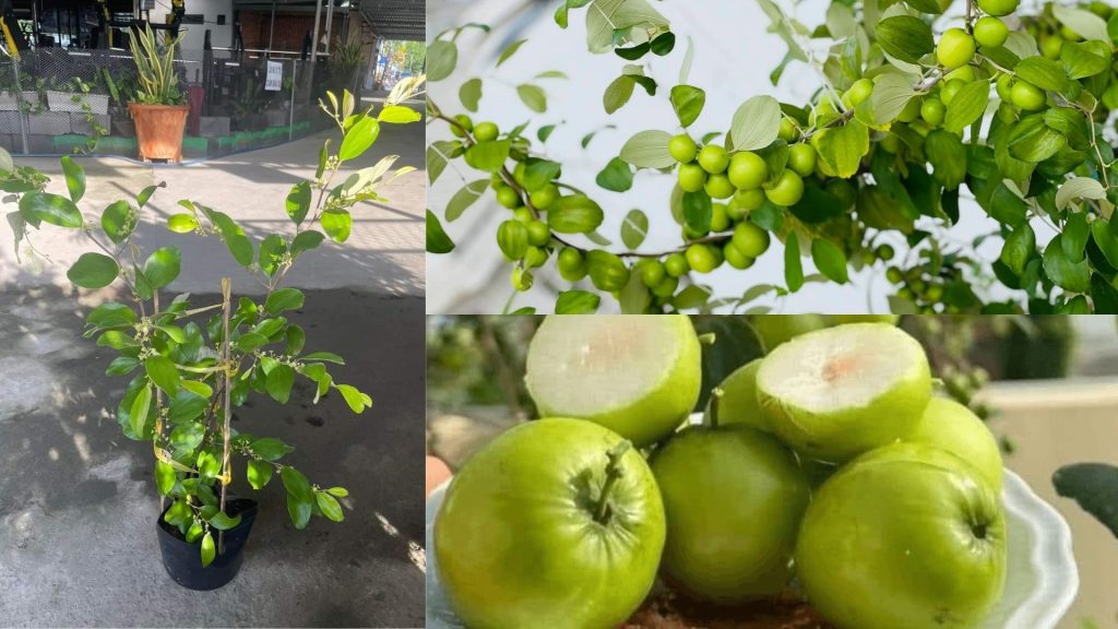 Cây giống Táo Thái