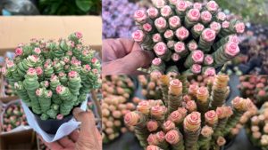 Cây Sen Đá Sao Xếp