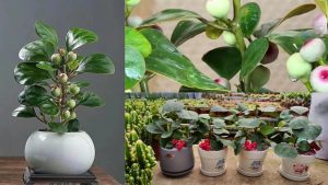 Cây Tiểu Bồ Đề