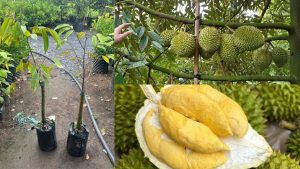 Cây Giống Sầu Riêng Ri 6