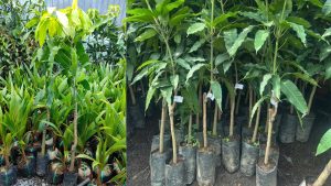 Cây Giống Xoài Cát Hòa Lộc