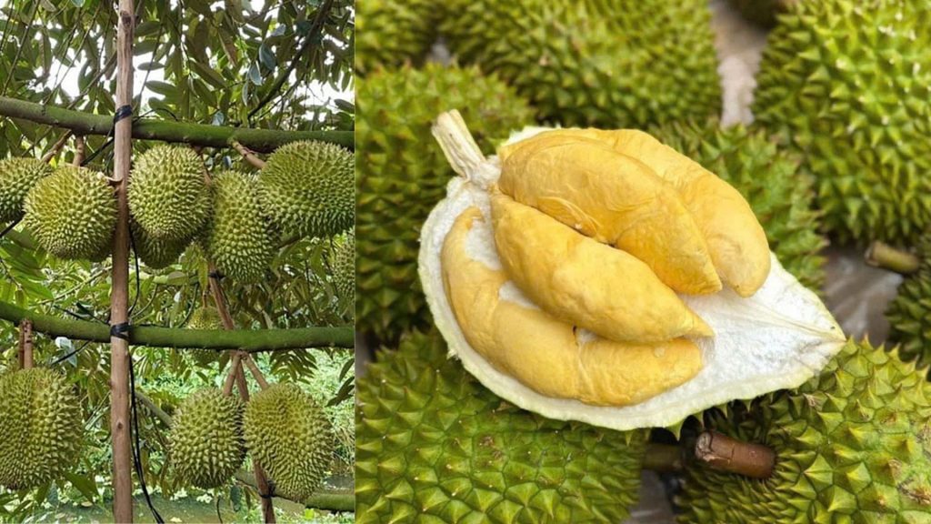 Cây Giống Sầu Riêng Ri 6