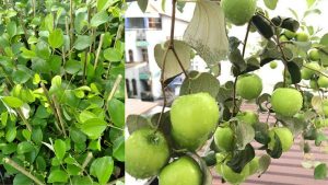 Cây giống Táo Thái