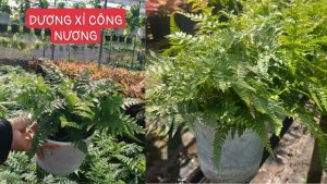 Cây Dương Xỉ Công Nương