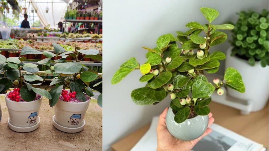 Cây Tiểu Bồ Đề