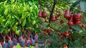 Cây Giống Mận An Phước