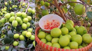 Cây giống Táo Thái