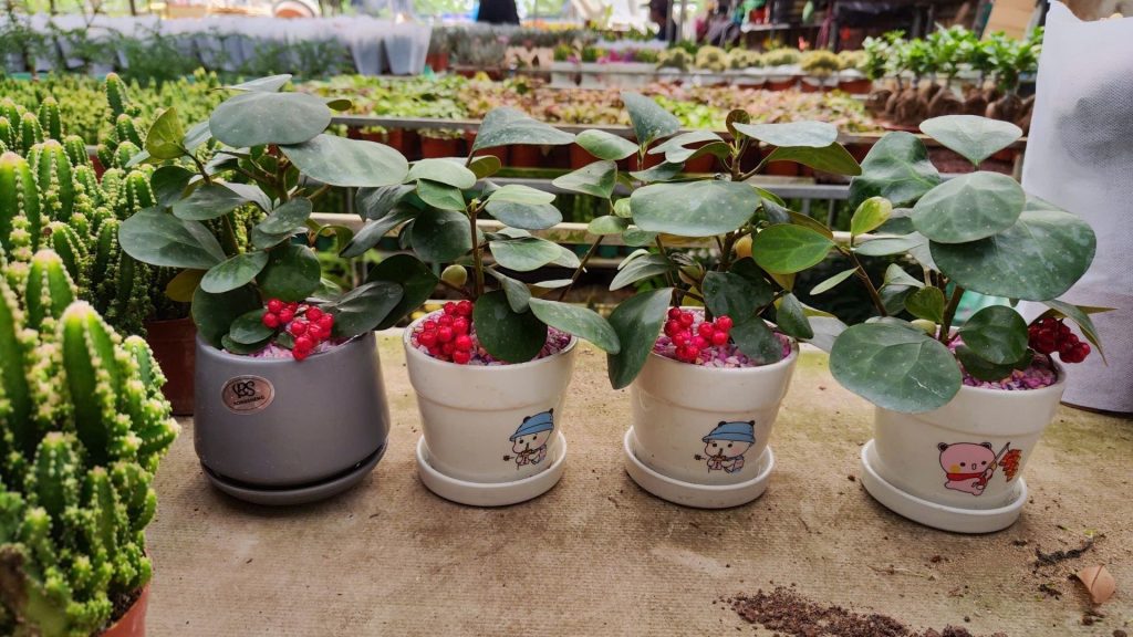 Cây Tiểu Bồ Đề