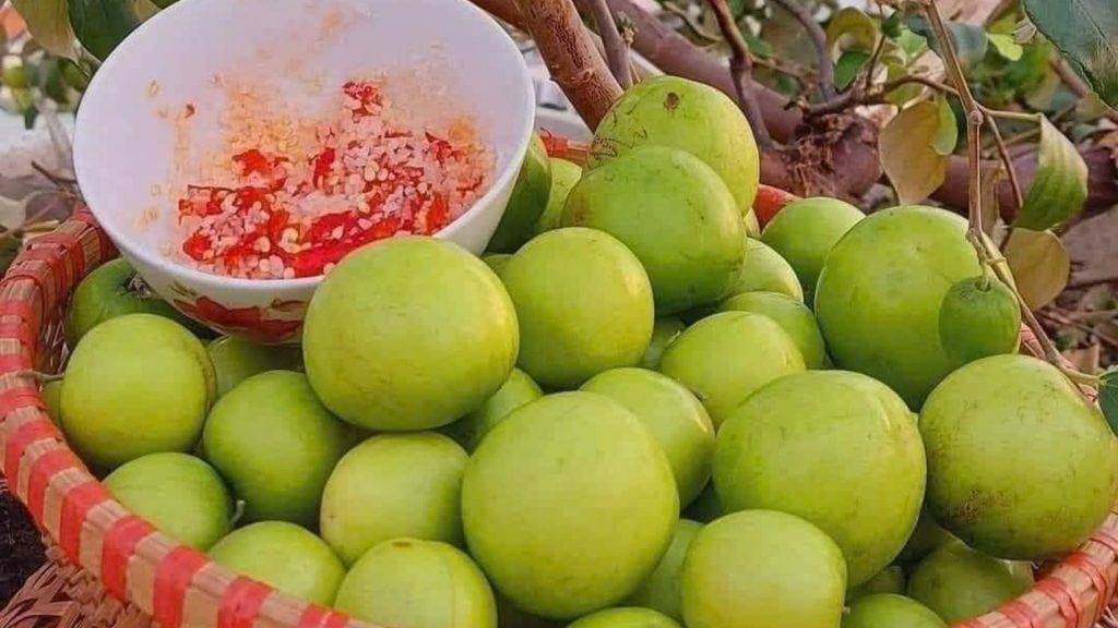 Cây giống Táo Thái