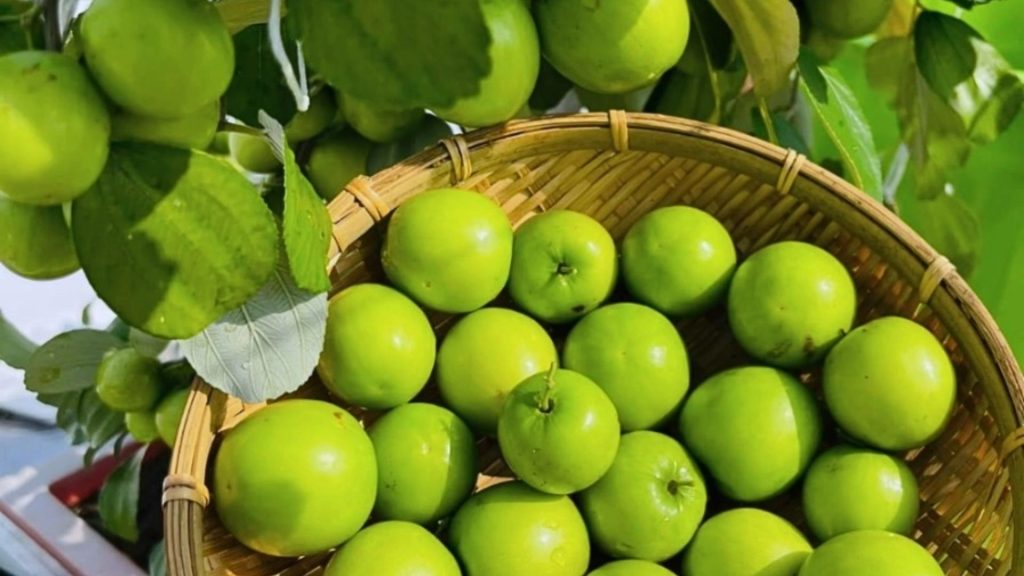 Cây giống Táo Thái