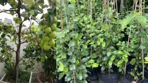 Cây giống Táo Thái