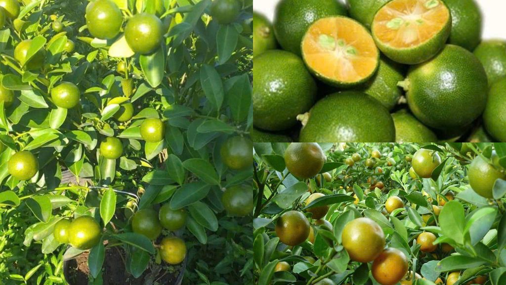 Cây Giống Tắc Chua (Hạnh Chua)