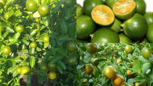 Cây Giống Tắc Chua (Hạnh Chua)